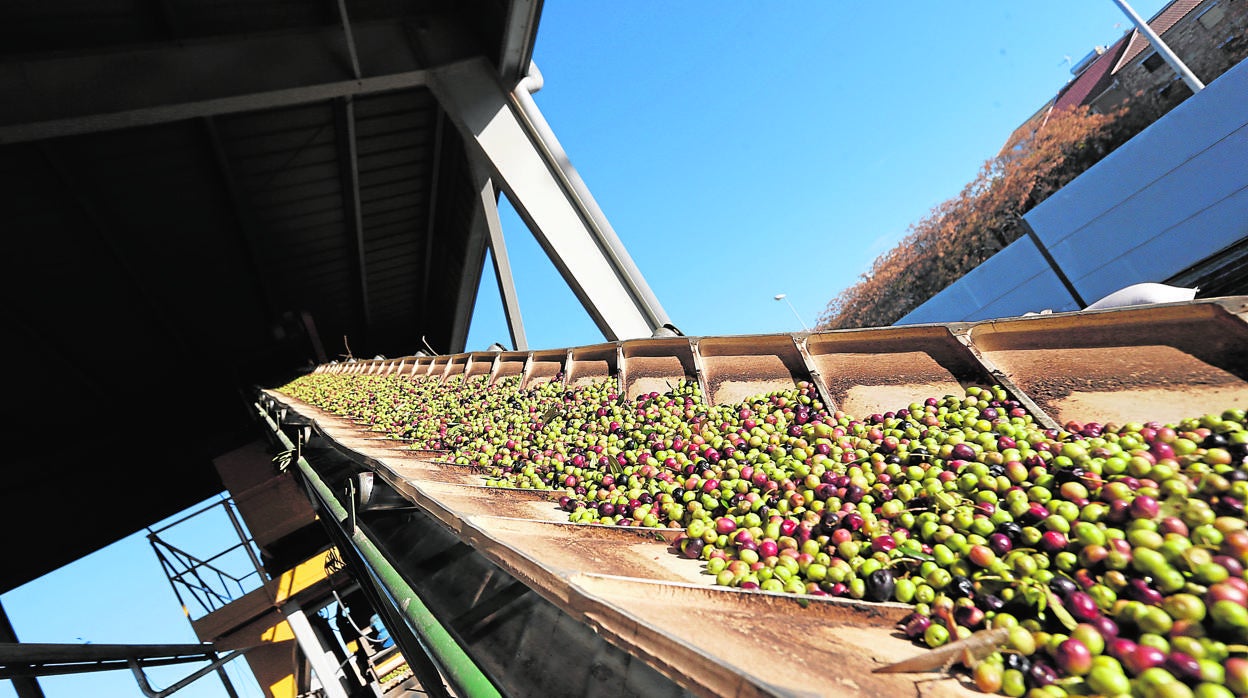 Aceituna en la cadena antes de ser tratadas