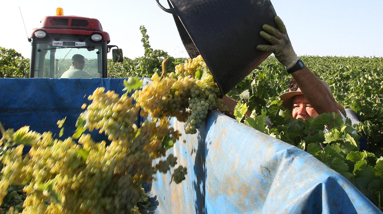 Un operario deposita las uvas vendimidas en el marco Montilla-Moriles