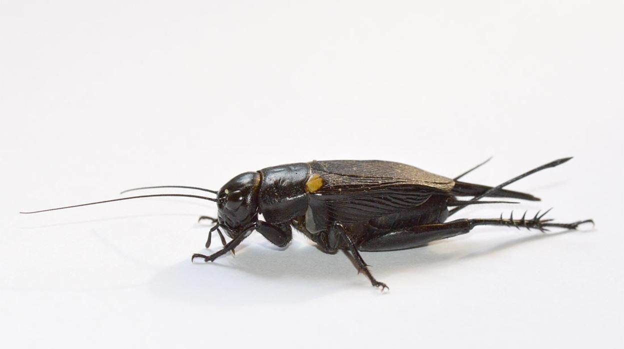 Un ejemplar de grillo