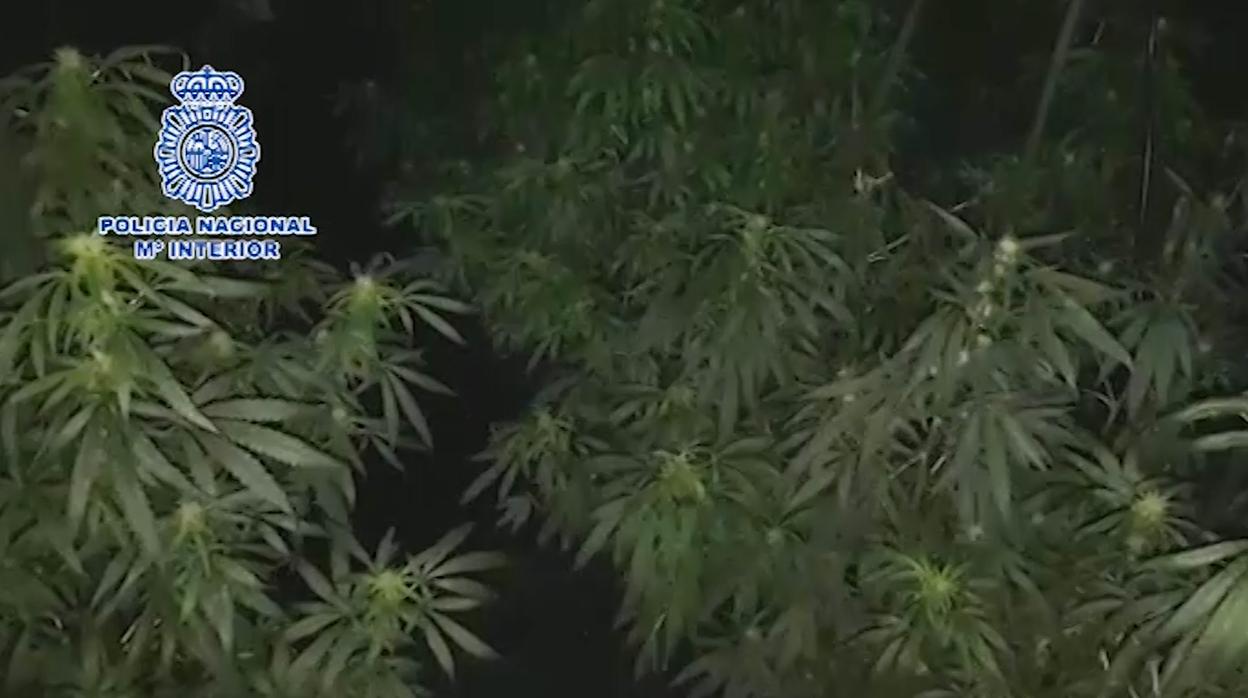 Interior de una de las plantaciones de marihuana desmantadas