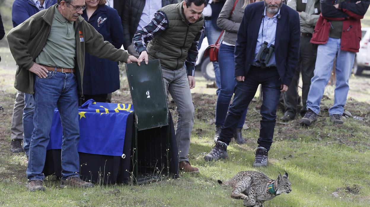 Suelta de un lince ibérico en Doñana con la presencia del presidente de la Junta