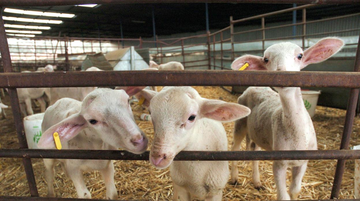 Borregos en Los Pedroches