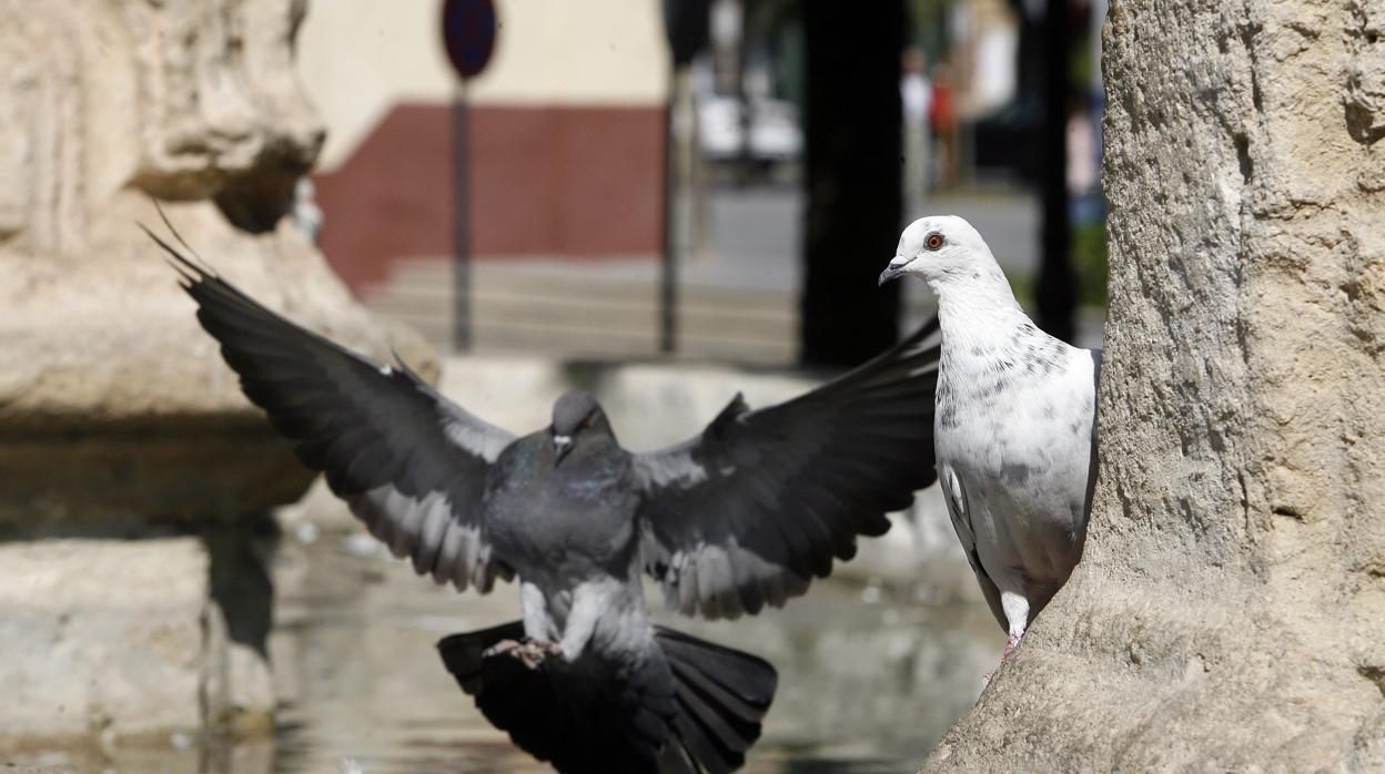 Palomas en la fuente de los Trinitarios