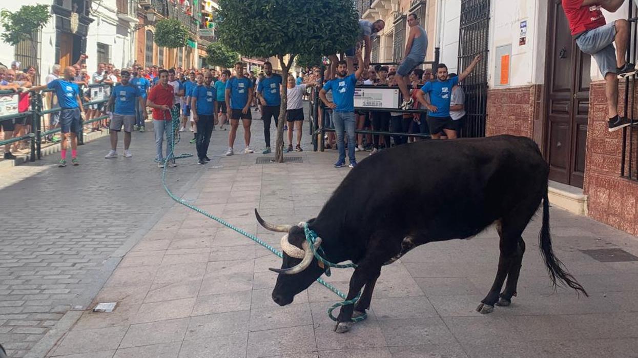 Uno de los toros que corrieron ayer en Carcabuey