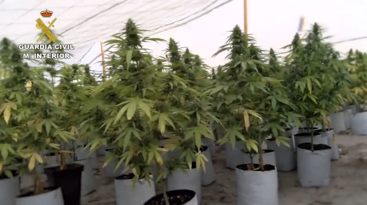 Plantación de marihuana desmantelada en El Pozo de la Tía Manolica de El Ejido (Almería)