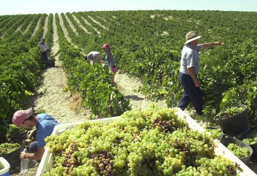 Imagen de la vendimia en Jerez
