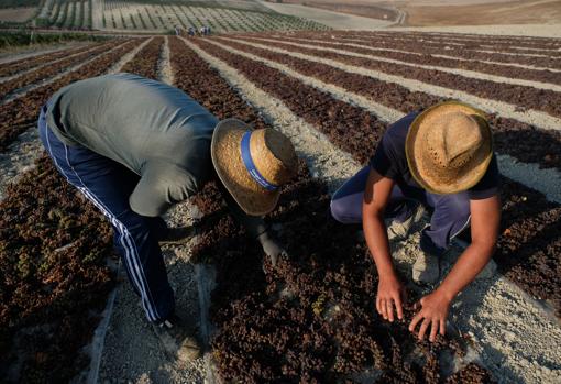 Colocación de los racimos de PX en la pasera
