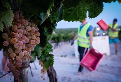 Cargando la uva recogida en unos bomvbos que estarán en la bodega antes de las 12 horas