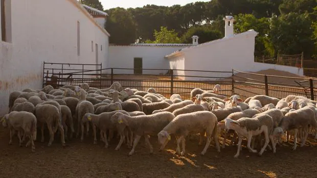 La Universidad de Córdoba reúne a los mayores expertos en ovejas en un congreso internacional