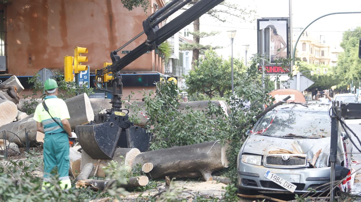 Los coletazos de la Dana derriba en Málaga el emblemático Ficus del Paseo de Rending