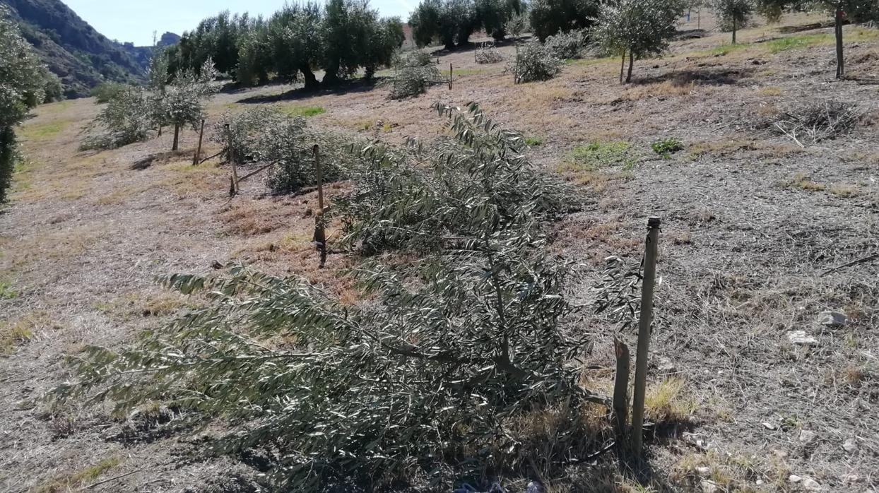 Plantones de olivos talados a uno de los agricultores de Priego