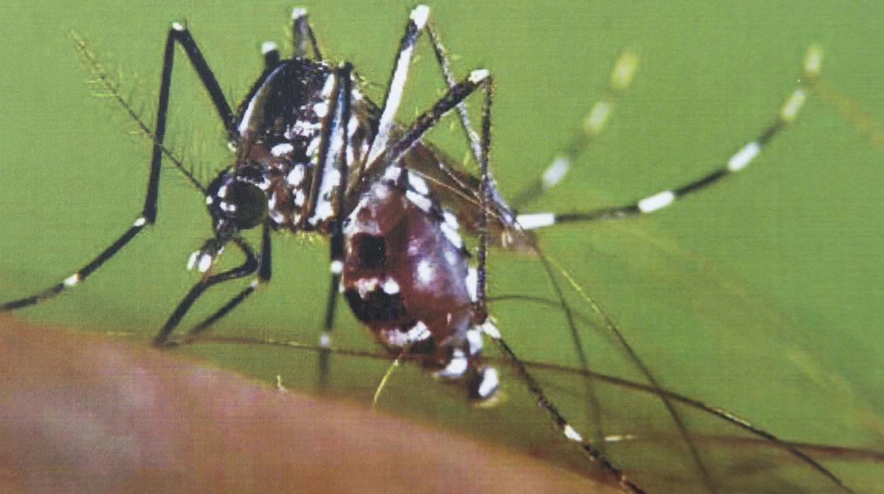 Ejemplar de mosquito tigre