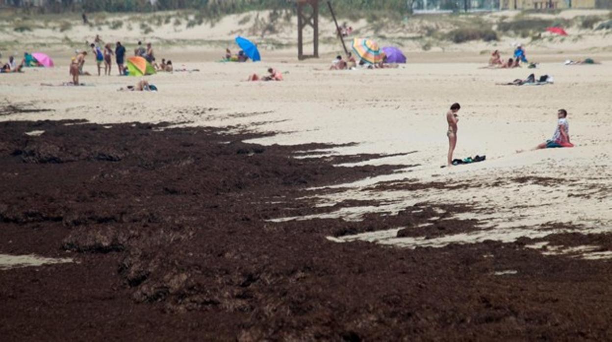 Estado de una playa de Tarifa el pasado verano invadida por el alga asiática