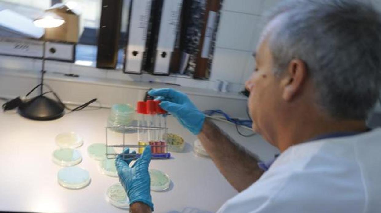 Análisis para hallar listeriosis en el laboratorio municipal de Sevilla