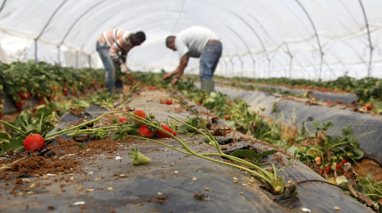 Dos operarios recogen fresas
