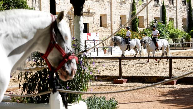 Las Caballerizas Reales de Córdoba, abocadas a otra prórroga por desacuerdo en la tasación del inmueble
