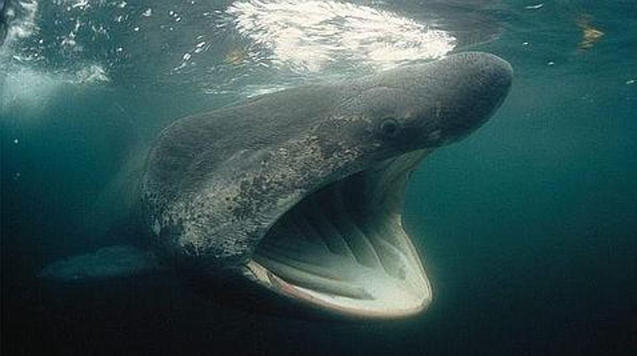 Imagen de archivo de un tiburón peregrino