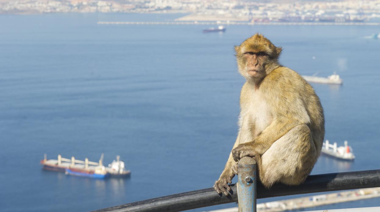 Uno de los macacos de Gibraltar en la zona alta del Peñón