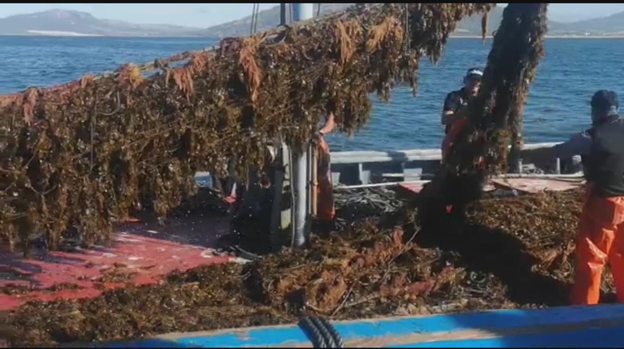 Imagen de una leva de redes llenas del alga marrón que invade El Estrecho