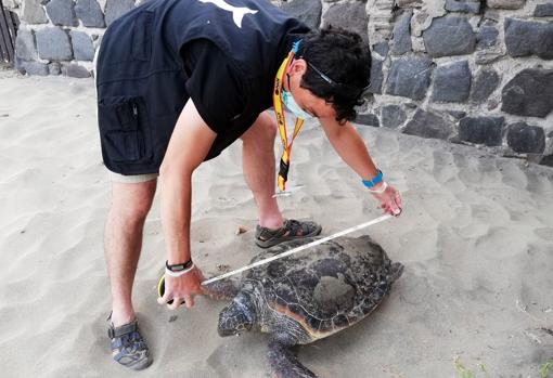 Medición a una tortuga boba varada en la arena.