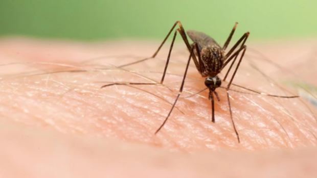 La Junta detecta en Huelva, Cádiz y Sevilla el virus que provoca la fiebre del Nilo