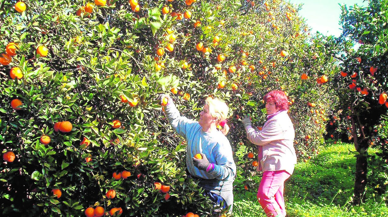 Recogida de naranjas en una explotación de Palma del Río, en una imagen de archivo