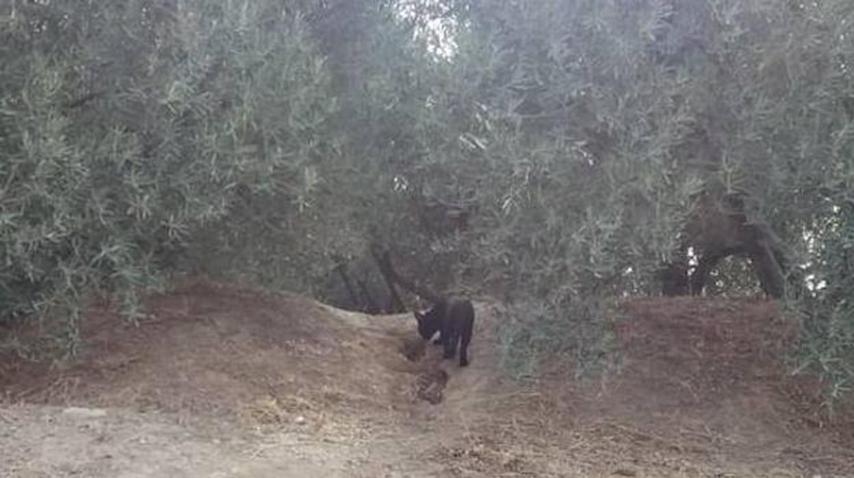 Fotografia de un felino captada en un olivar de Ácula
