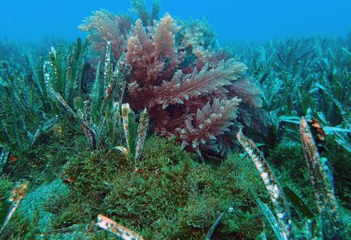 Manta de Rugulopteryx sobre la Posidonia