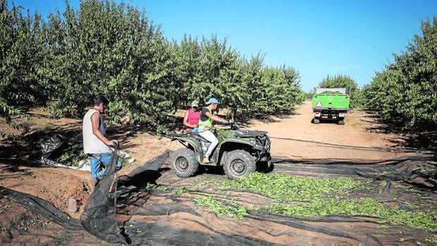 La crisis del Covid reduce el precio de la almendra de Córdoba un 43 por ciento