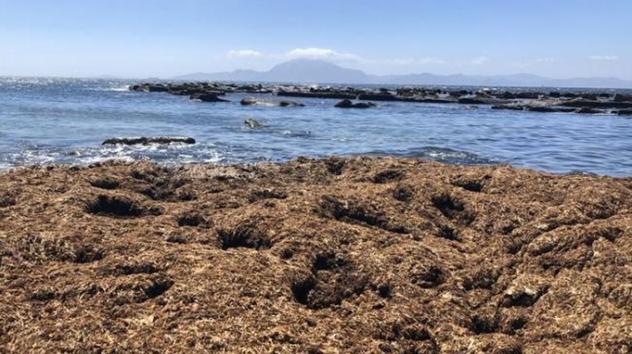 Imagen de arribazones de esta especie en la Bahía de Algeciras