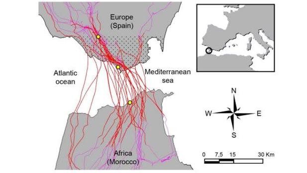 Las cigüeñas blancas adaptan su vuelo para cruzar el Estrecho de Gibraltar