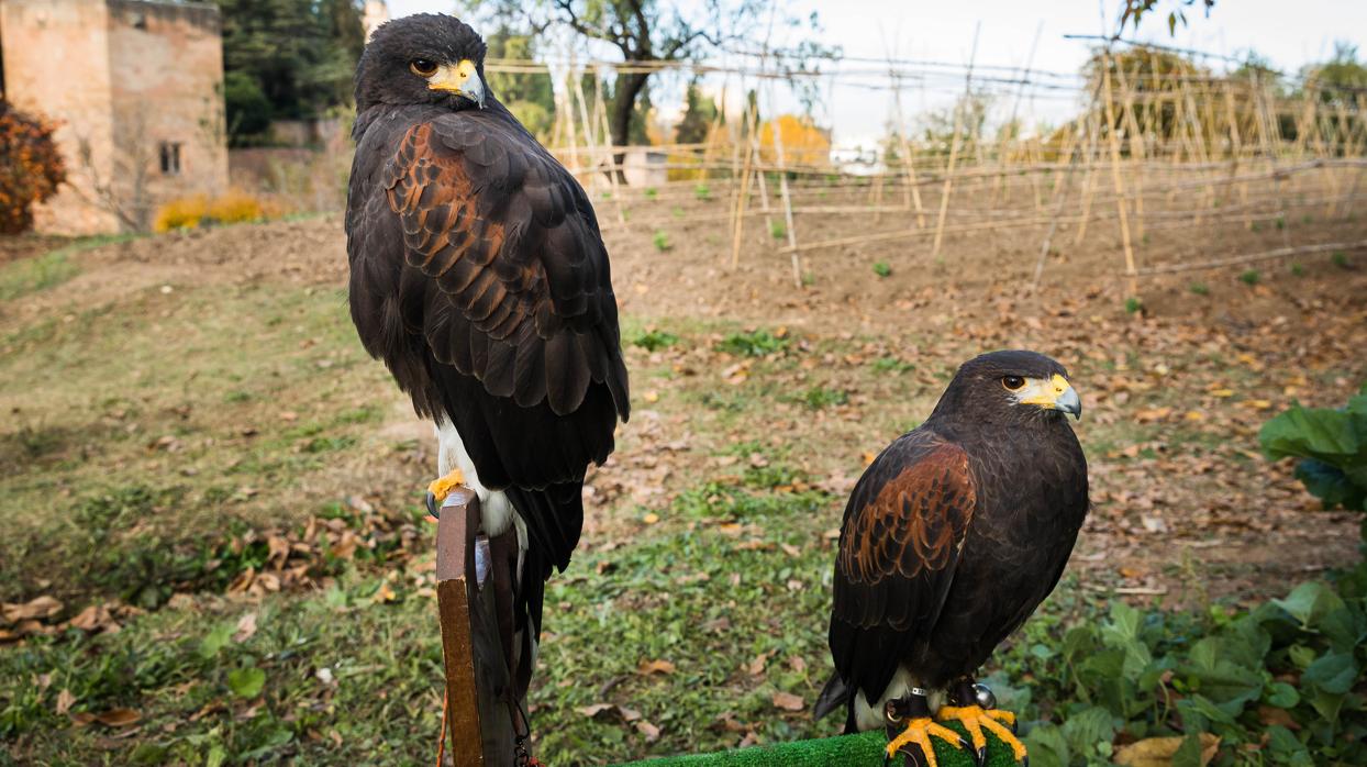 El proyecto experimental puesto en marcha por la Junta quiere ahuyentar las palomas de los cultivos de la Alhambra