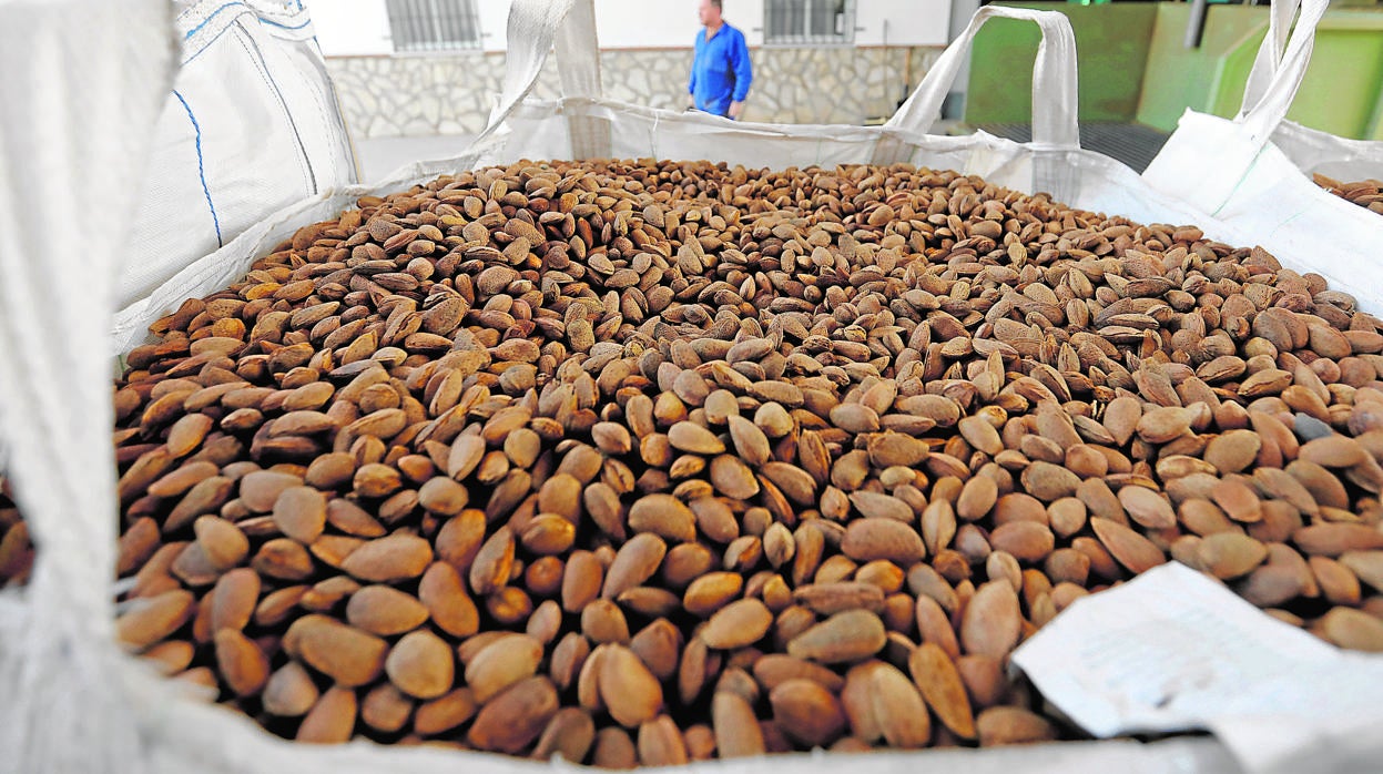 Un cesto lleno de almendras en la fábrica de Dcoop en Villarrubia