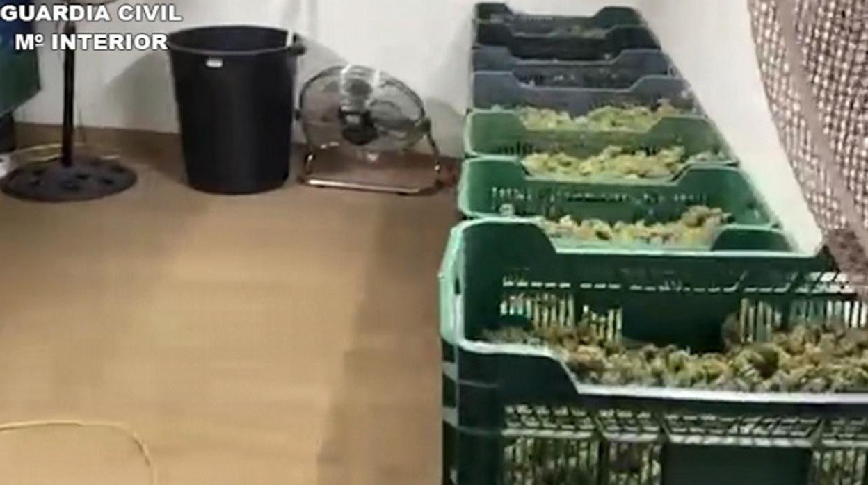 Cultivos de marihuana incautados en la operación de la Guardia Civil