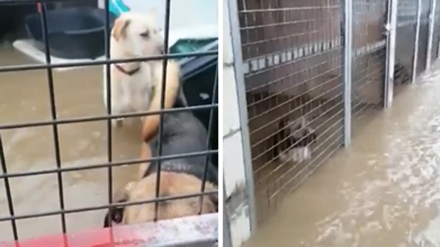 Las intensas lluvias causan daños y obligan al rescate de personas y animales en el Campo de Gibraltar