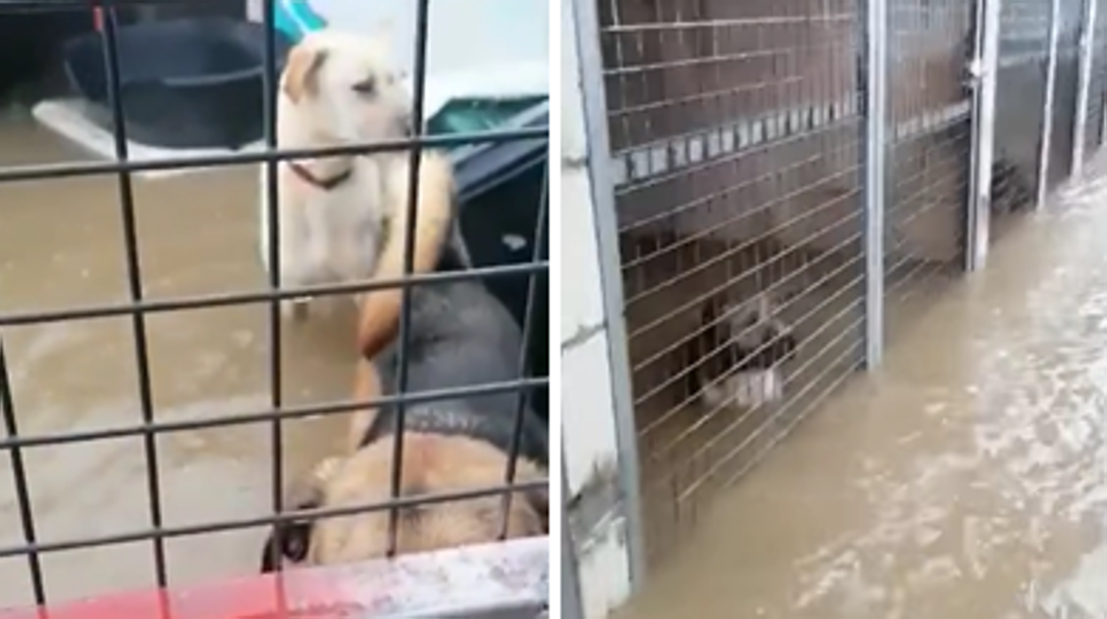 Imágenes de la perrera de Los Barrios competamente inundada