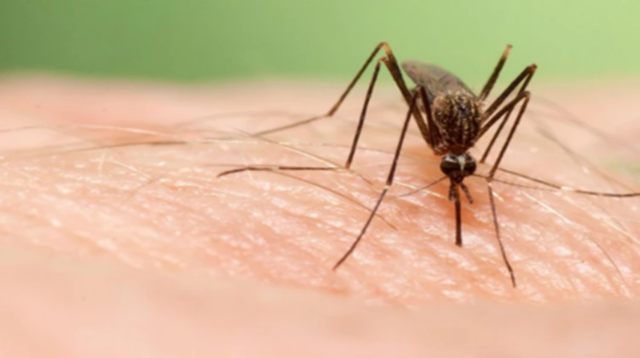 Un mosquito en una imagen de archivo