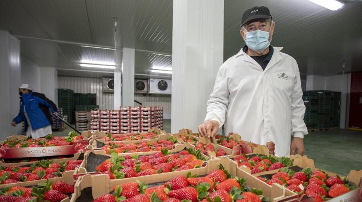 Ya se cultivan fresas de 80 gramos por el cruce de semillas y la calidad de su producción