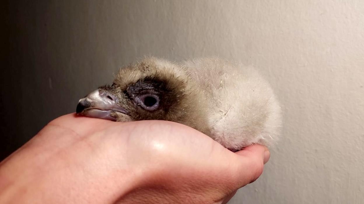 Guinnes, el quebrantahuesos recién nacido en el centro de cría