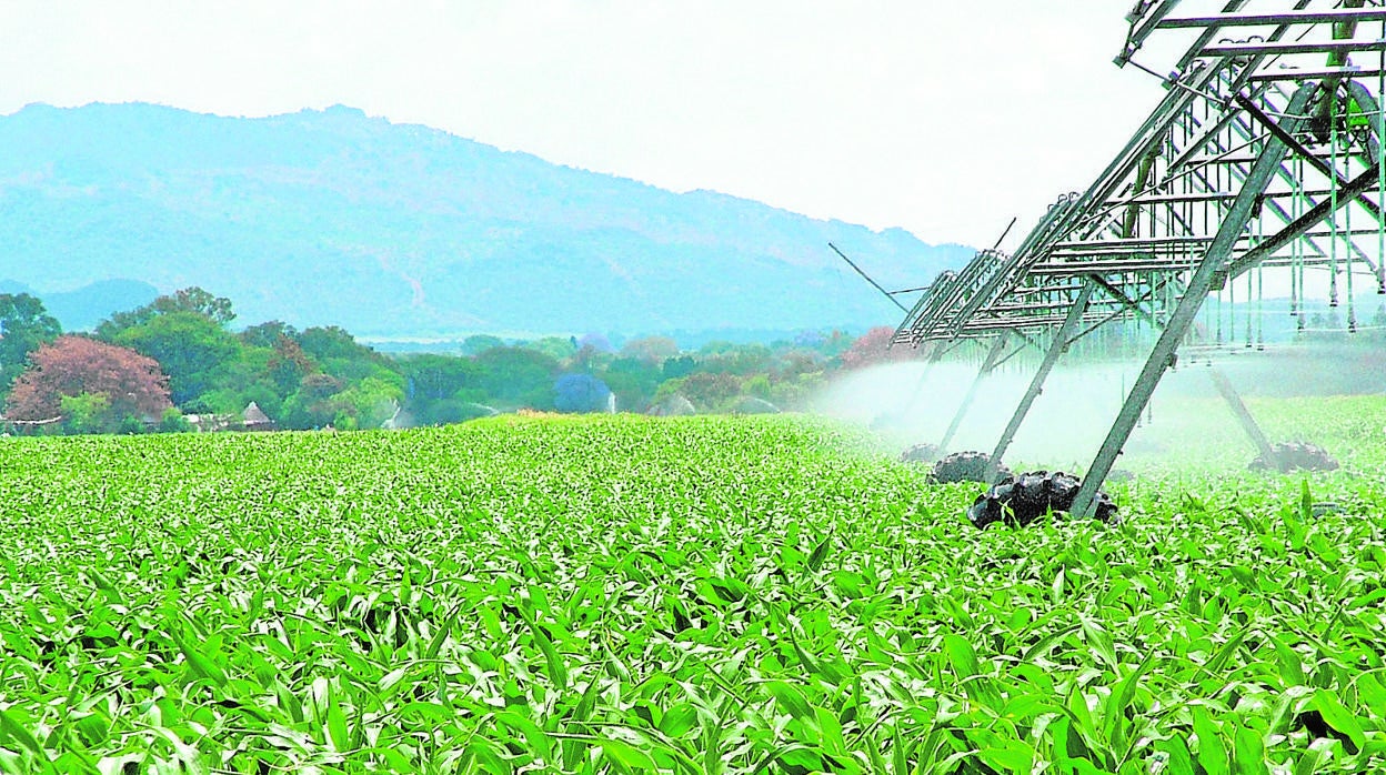 Las comunidades de regantes de Córdoba se modernizan ante el déficit hídrico de la cuenca