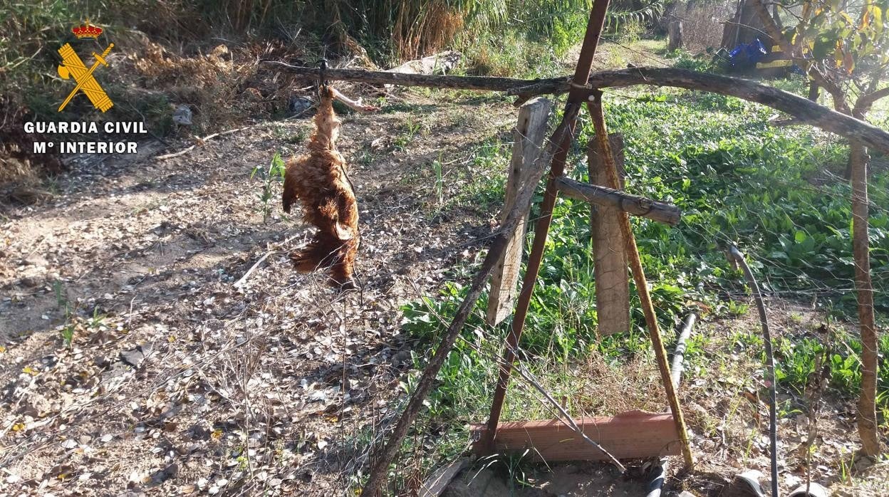 Señuelo detectado por la Guardia Civil usado para asfixiar a los depredadores