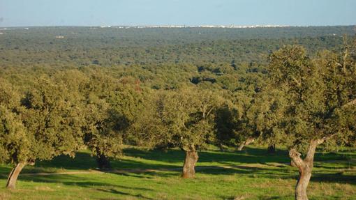 Dehesa de Los Pedroches junto a Villanueva de Córdoba