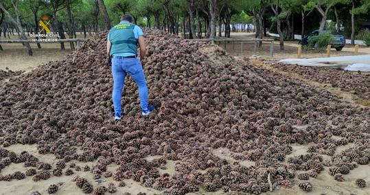 Piñas recogidas de la operación del equipo Roca de Córdoba entre Espiel y Huelva