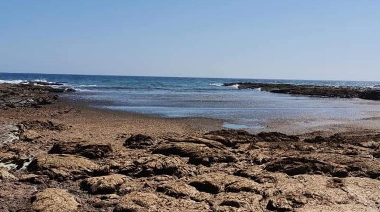 Imagen de esta semana de una playa de Tarifa repleta de arribazones de alga asiática
