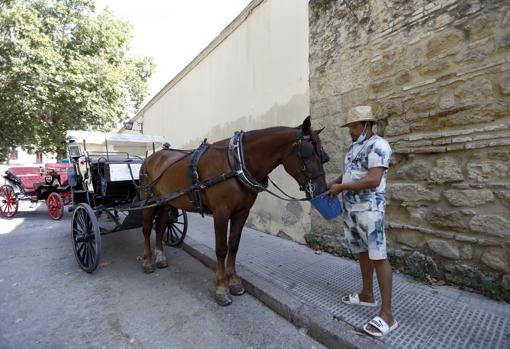 Un cochero da de beber a su caballo en Camposanto de los Mártires