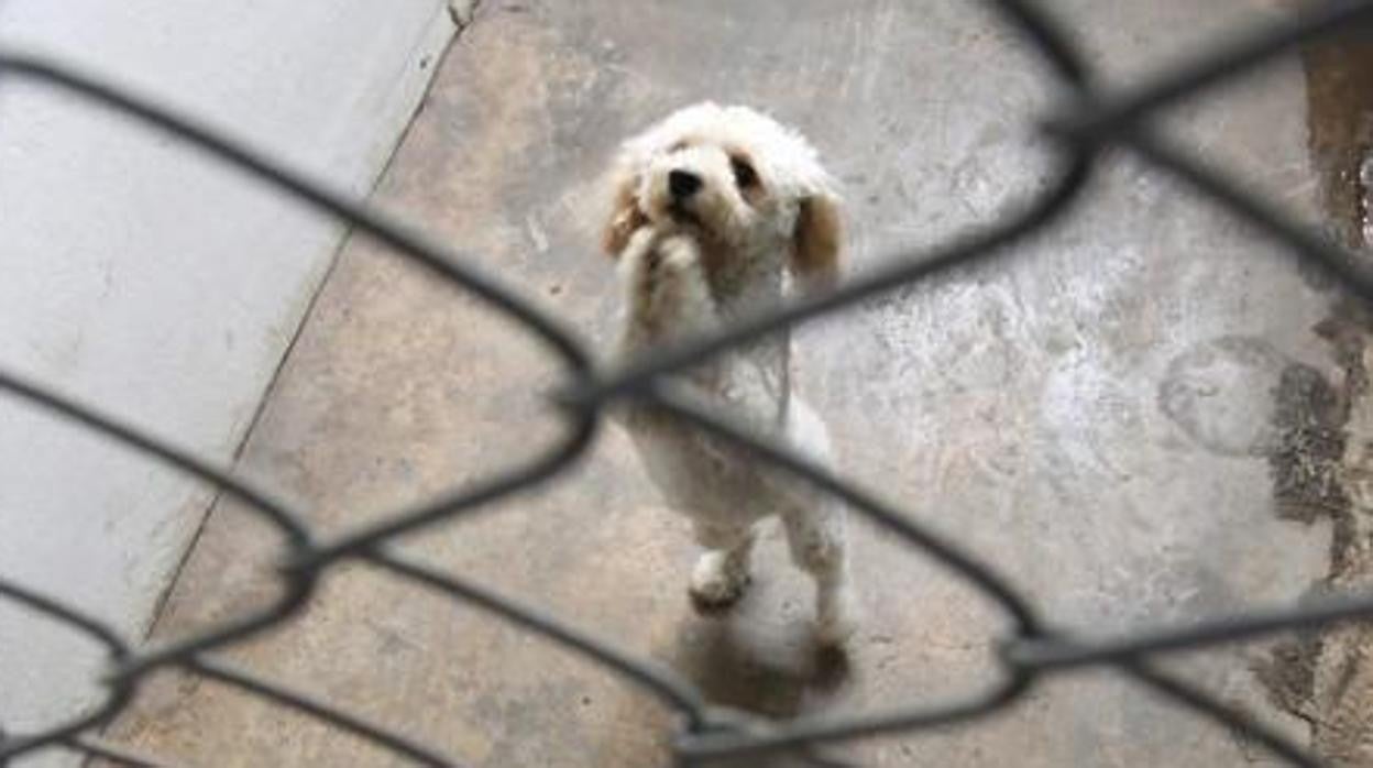 Imagen de archivo de un perro en una protectora de animales