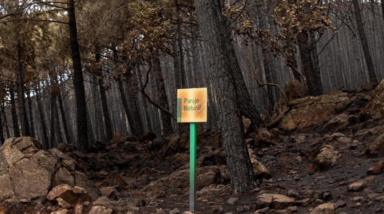 Zona de pinos quemados en el puerto de Las Peñas Blancas, en Estepona