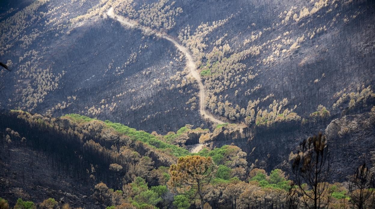Zonas verdes en Sierra Bermeja tras el fuego