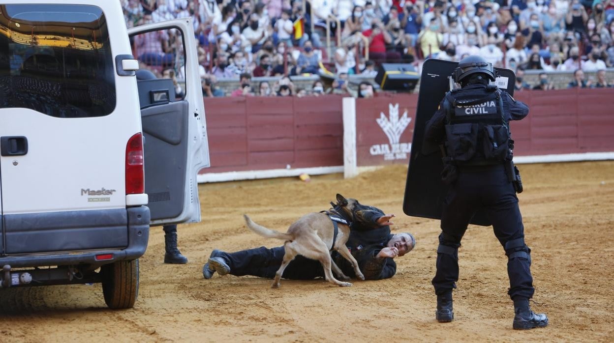 Un perro de la Guardia Civil saca a un hombre que hace el papel de malo en una simulación
