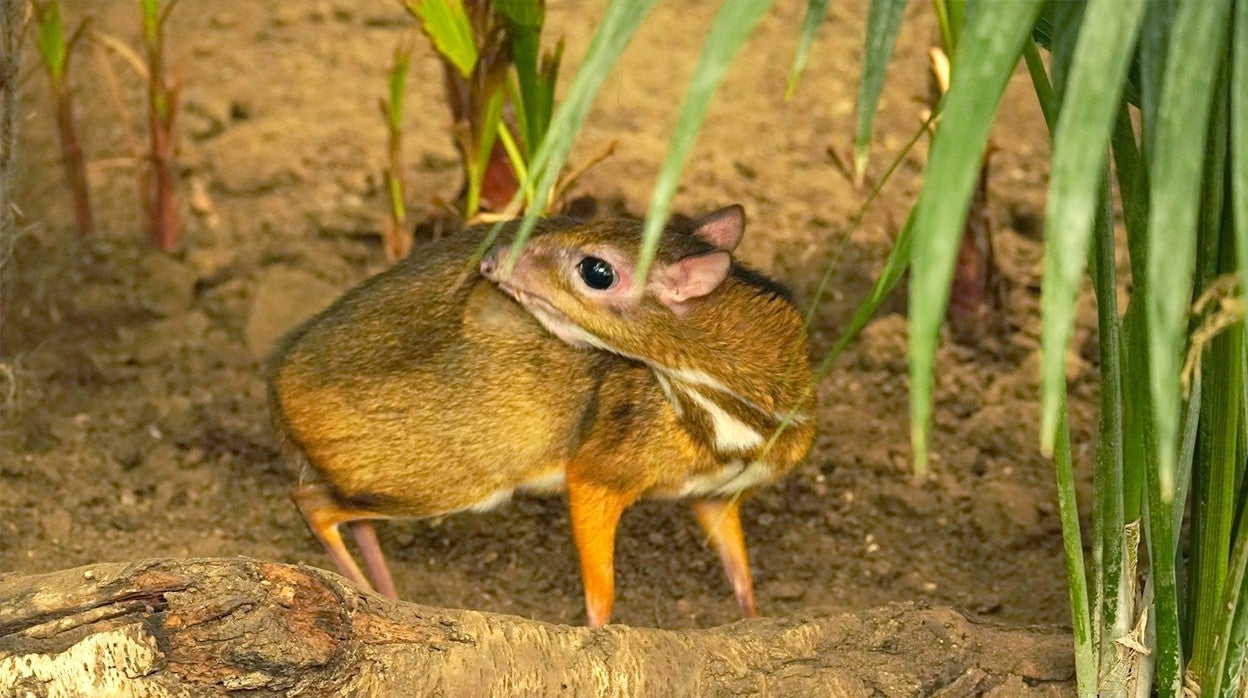 El ciervo ratón nacido en Fuengirola